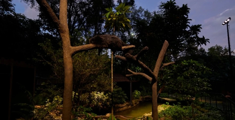 Light Collab, in close collaboration with the Martin APAC team, selected 27 luminaires from Martin’s Exterior Wash Family that blend seamlessly with the surrounding environment while being durable enough to withstand potential interactions with curious wildlife